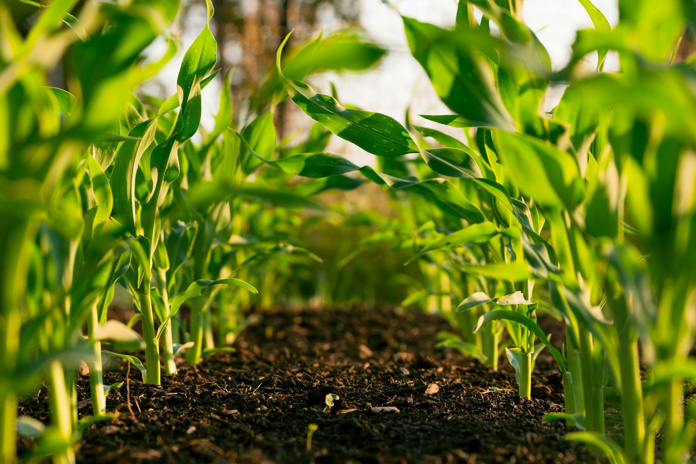 Campos cultivados bajo un sistema de producción agrícola